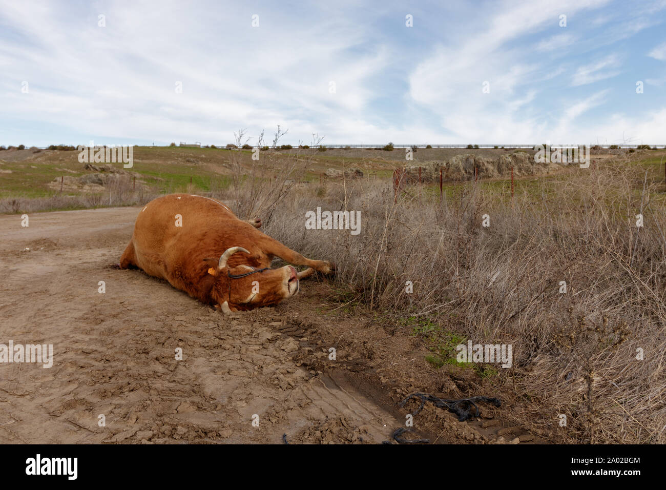 Dead cow at the side of the road in Extremadura Spain Stock Photo