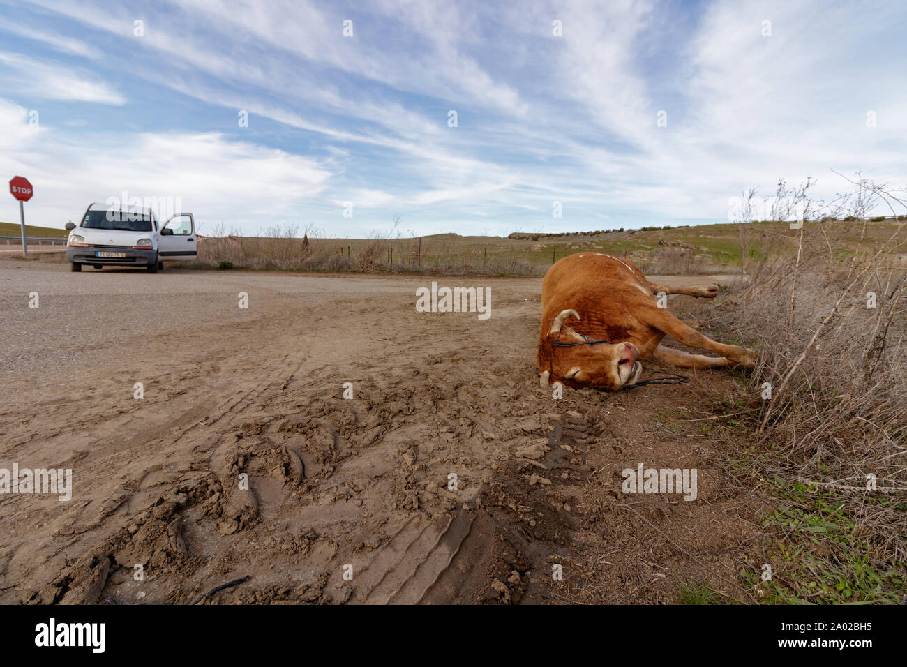 Extremadura / Spain - January 20 2018: Dead cow at the side of the road in Spain Stock Photo
