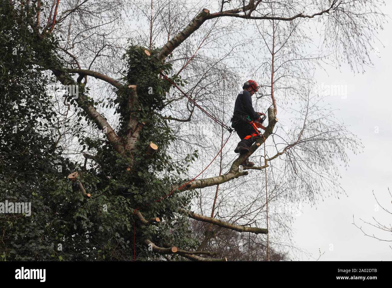 A tree surgeon at work with a chain saw reducing the size of a silver birch tree Stock Photo