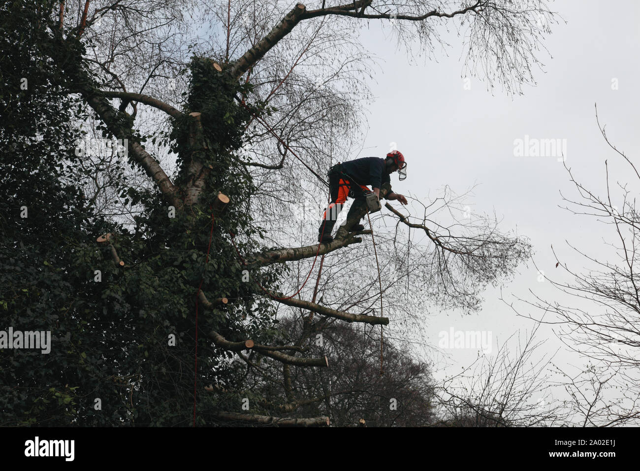 A tree surgeon at work with a chain saw reducing the size of a silver birch tree Stock Photo