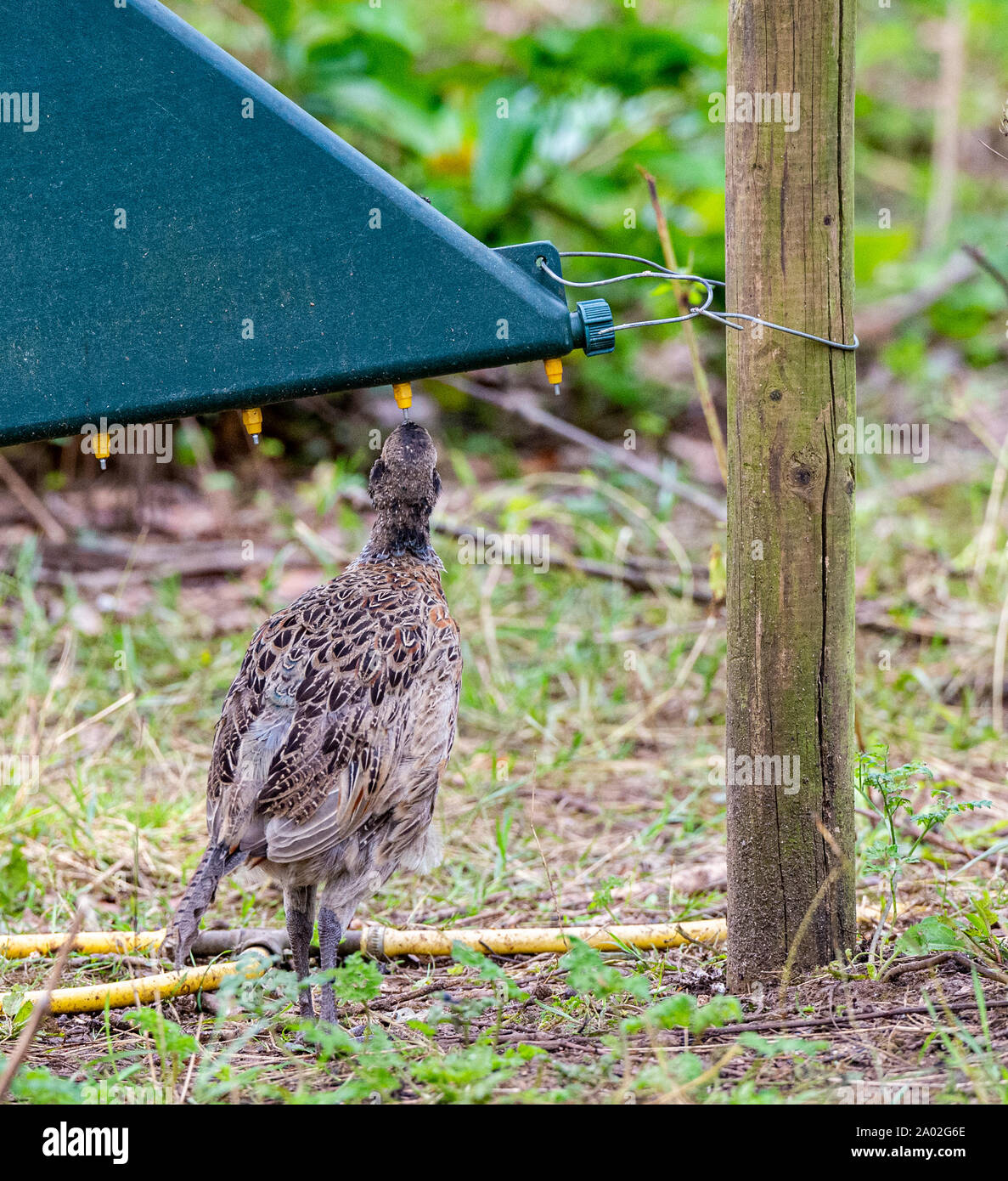 Ten week old pheasant chick, (Phasianus colchicus) often known as a poult, drinking on a drinking system, after being released into a gamekeepers release pen on an English estate Stock Photo