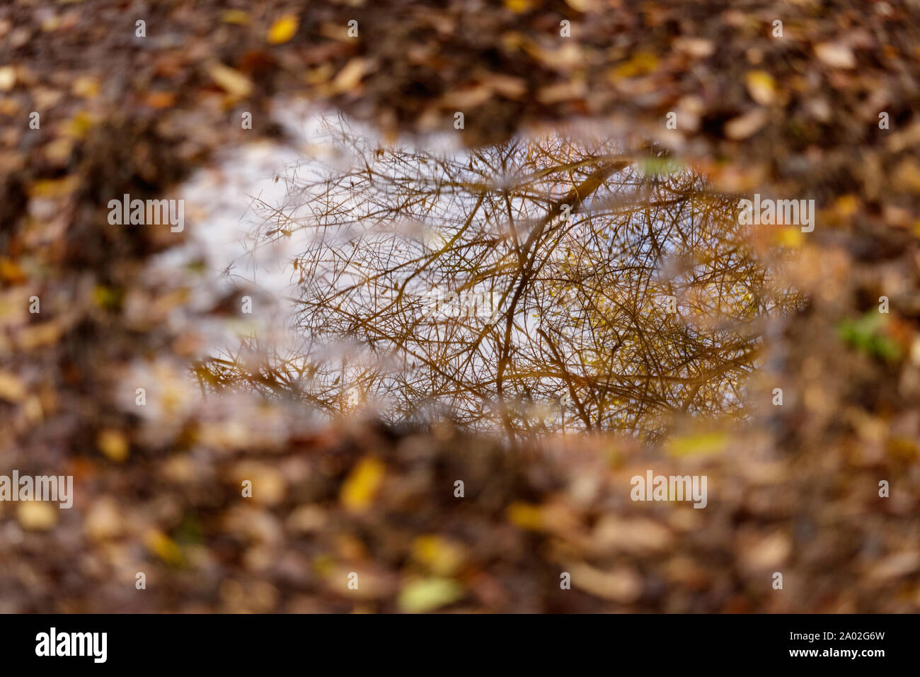 Reflection of a tree branch in a muddy puddle in autumn in Cambre Spain Stock Photo