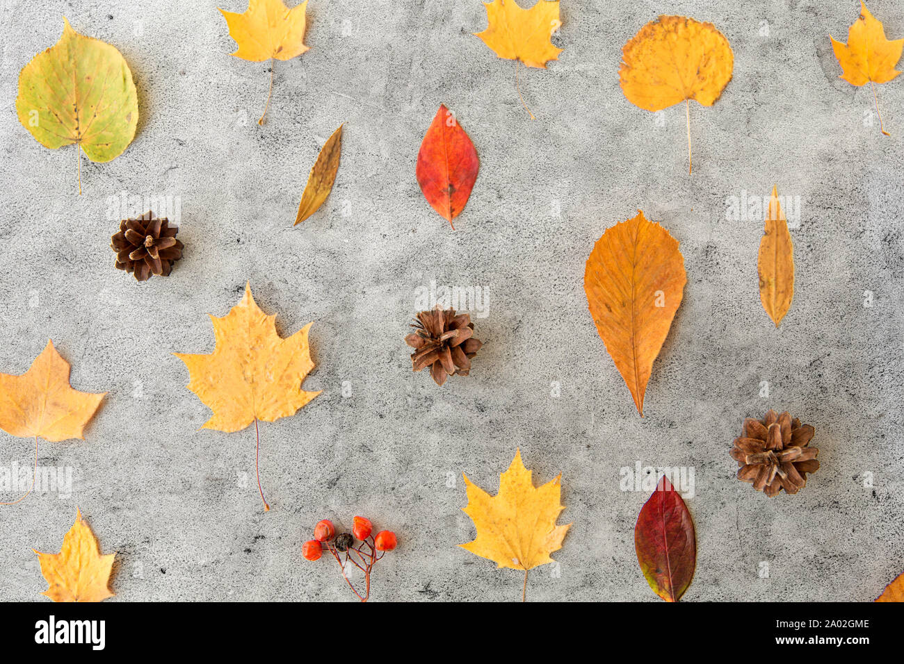 dry autumn leaves, rowanberries and pine cones Stock Photo