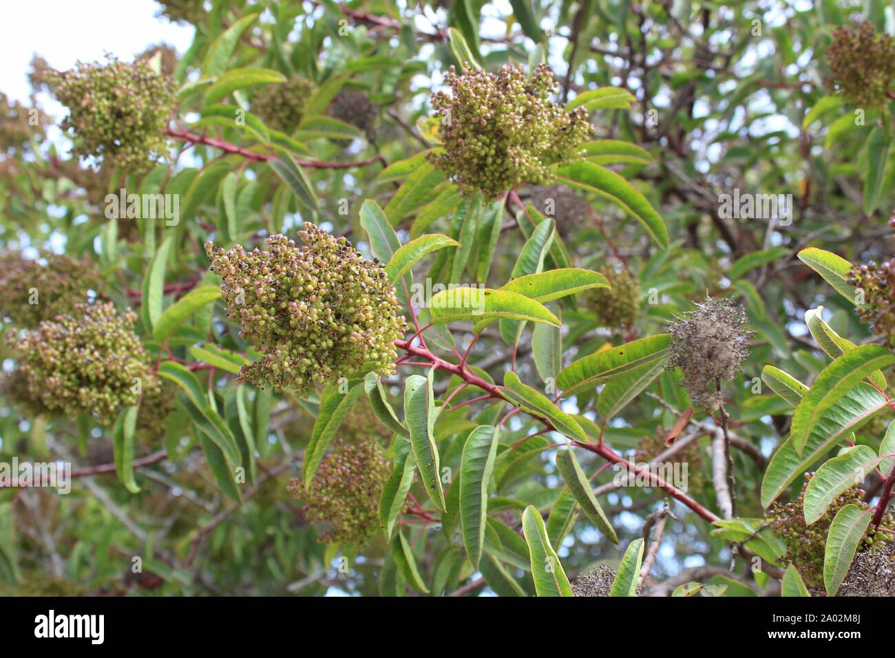 Commonly as Laurel Sumac, and botanically as Malosma Laurina, this Southern California native plant grows in Ballona Freshwater Marsh of Los Angeles. Stock Photo