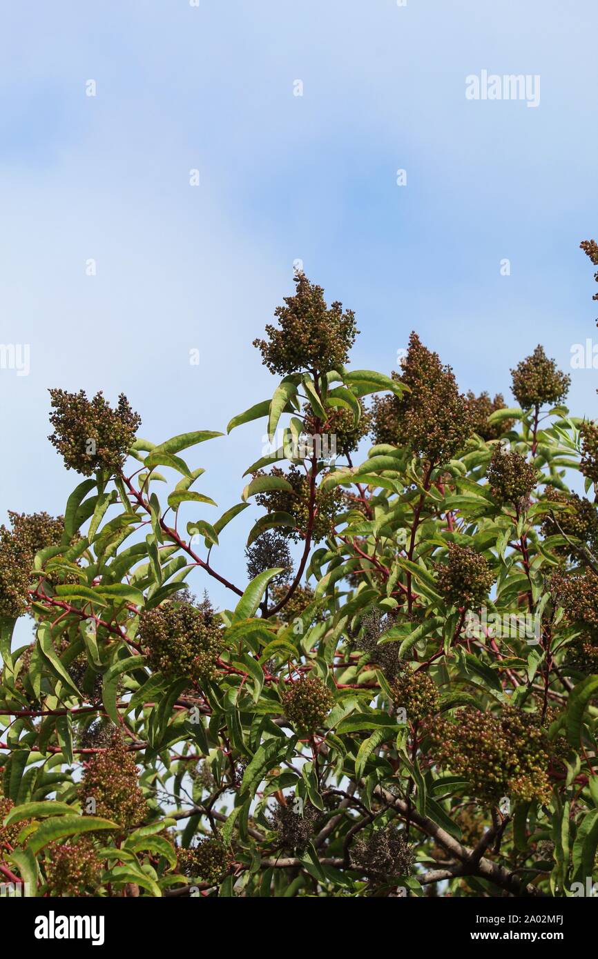 Commonly as Laurel Sumac, and botanically as Malosma Laurina, this Southern California native plant grows in Ballona Freshwater Marsh of Los Angeles. Stock Photo