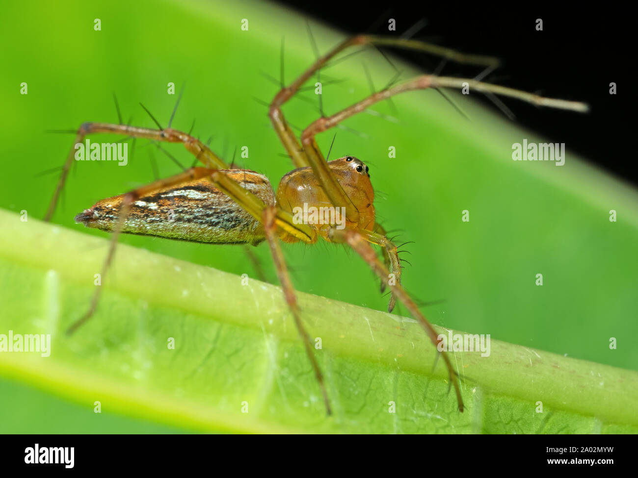 Macro Photography of Jumping Spider on Green Leaf Stock Photo - Alamy