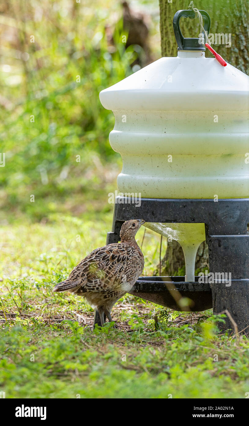 Ten week old pheasant chicks, (Phasianus colchicus) often known as poults, after being released into a gamekeepers release pen on an English estate Stock Photo
