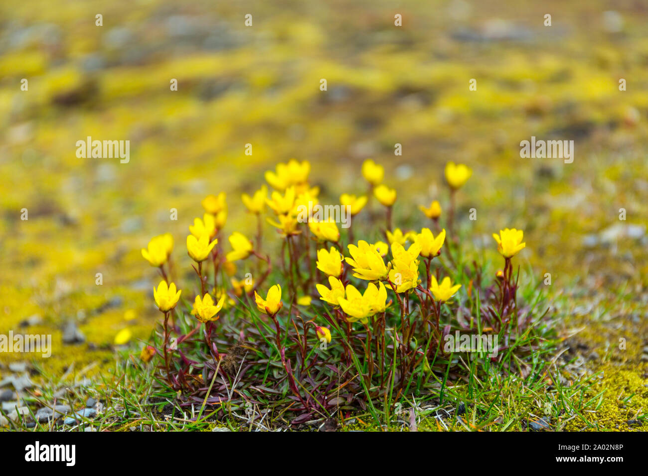 Wild flowers, Bellsund, Svalbard Islands, Artic Ocean, Norway, Europe