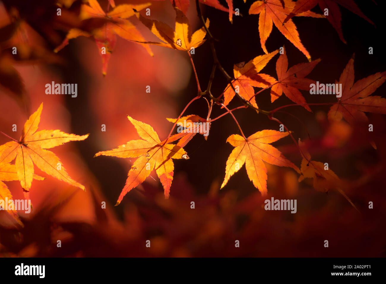 Detail japanese momiji maple hi-res stock photography and images - Alamy