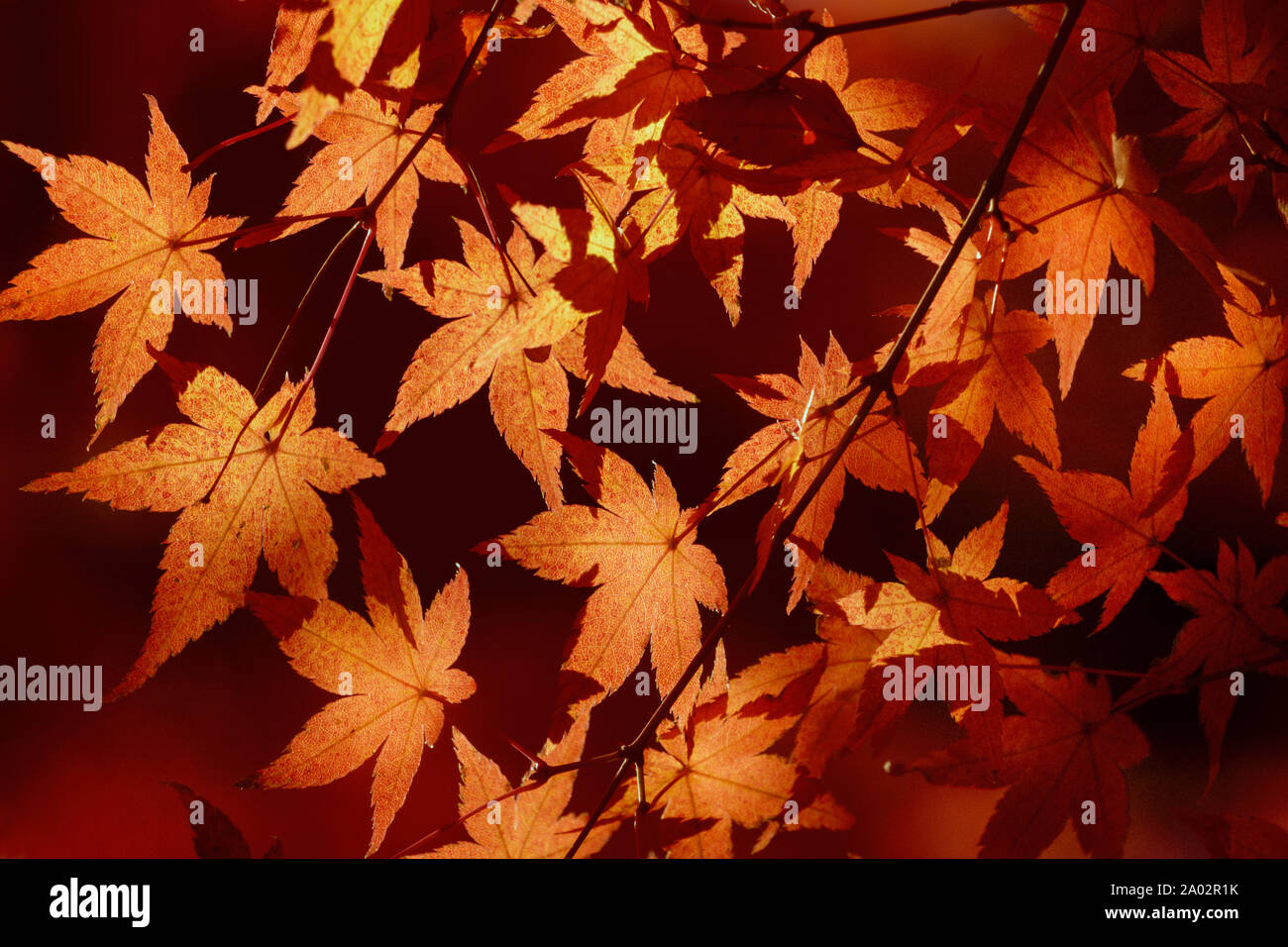 Detail japanese momiji maple hi-res stock photography and images - Alamy