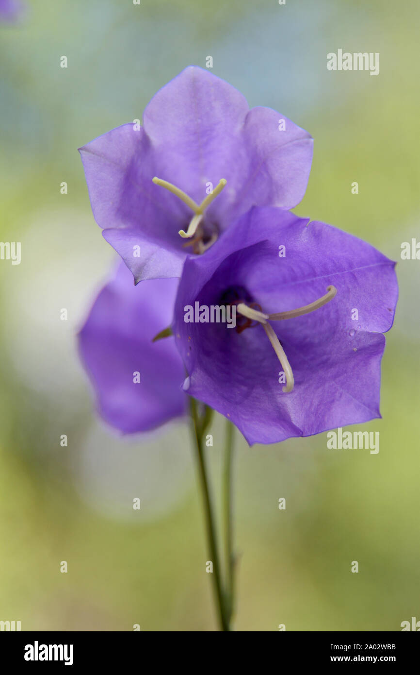 Closeup of a blooming blue purple Campanula persicifolia bell flower Stock Photo