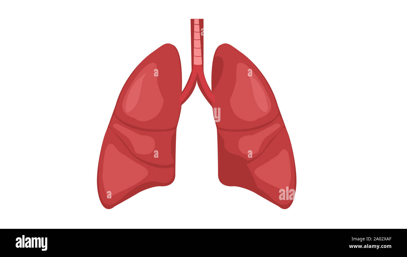 Cartoon character brain lungs anatomy hi-res stock photography and ...