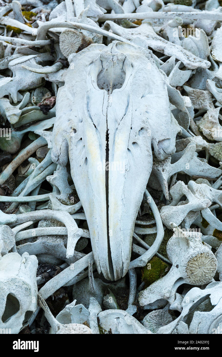 Delphinapterus leucas europe hi-res stock photography and images - Alamy