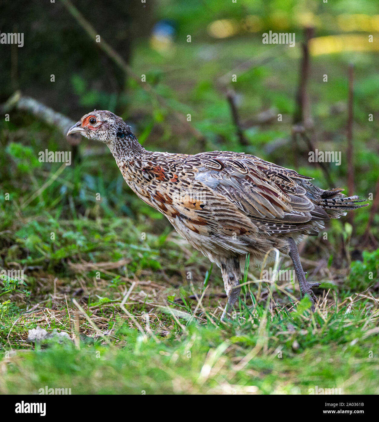 Ten week old pheasant chicks, (Phasianus colchicus) often known as poults, after being released into a gamekeepers release pen on an English estate Stock Photo