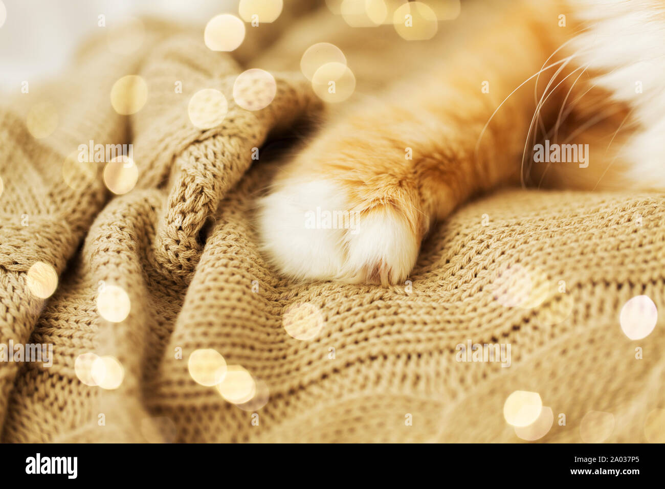 Cat blanket claw hires stock photography and images Alamy