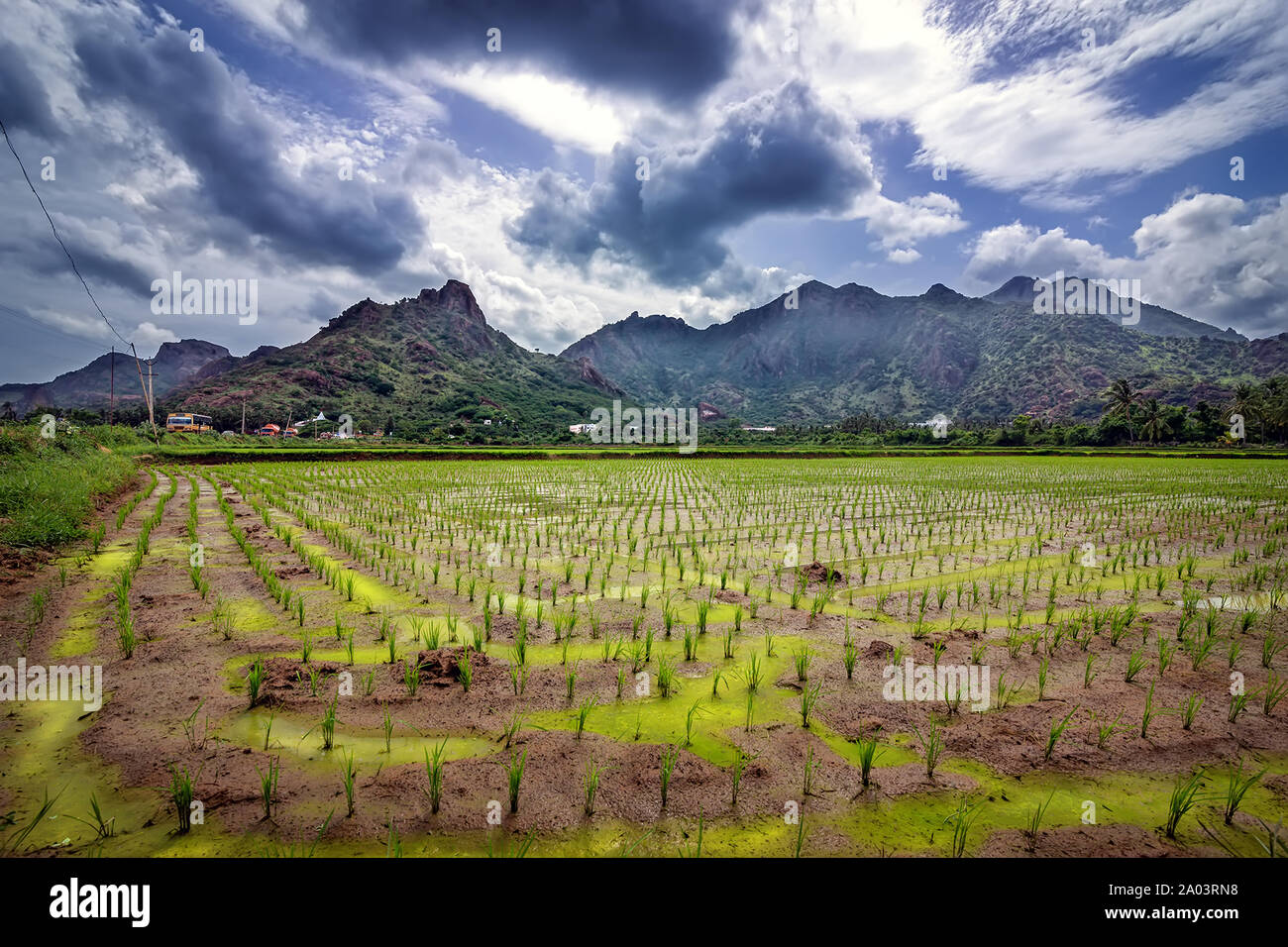 Rural tamil nadu village scene hi-res stock photography and images - Alamy