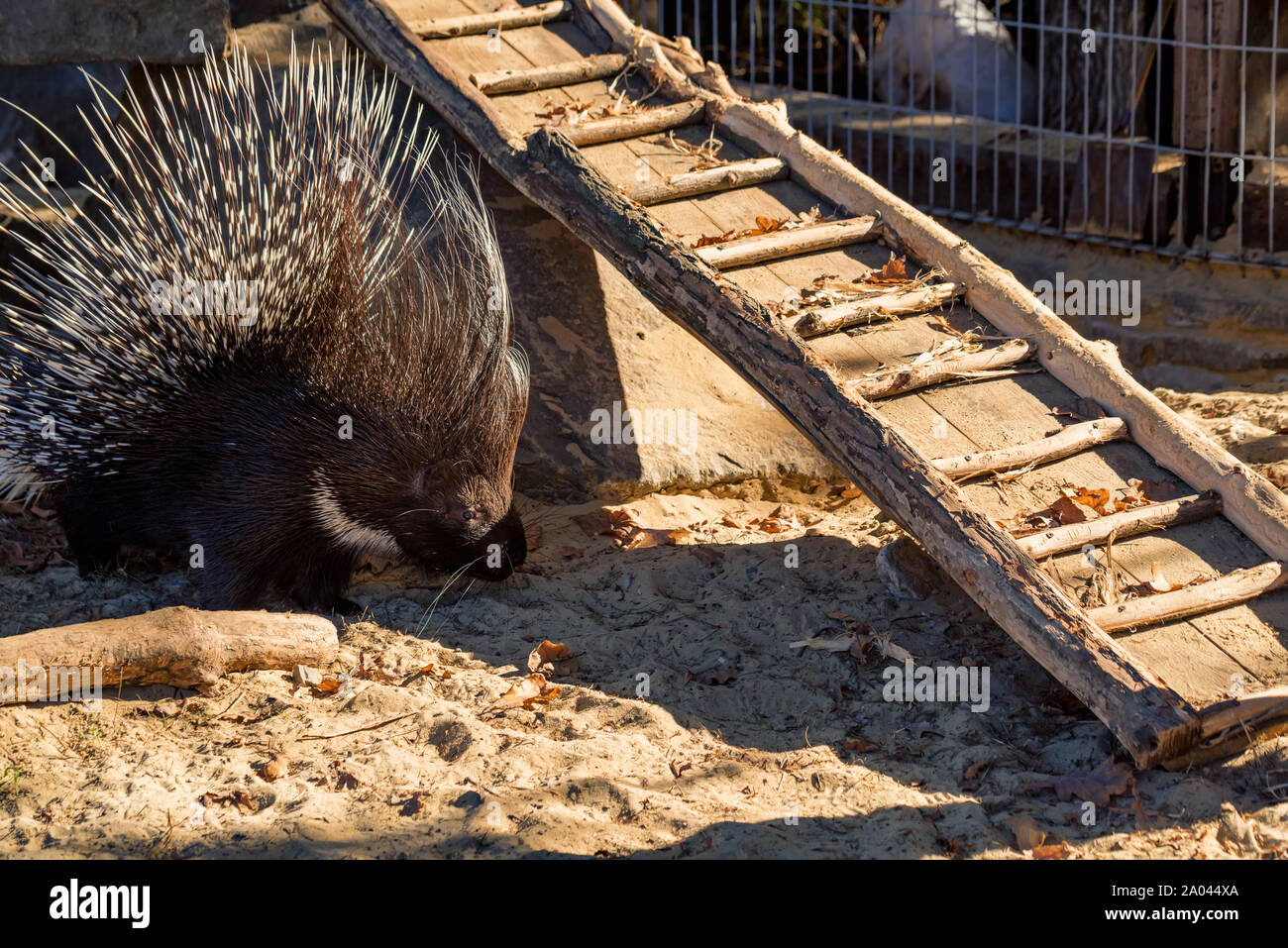 Cute Crested porcupine or Hystrix indica looks for food on ground in captivity Stock Photo