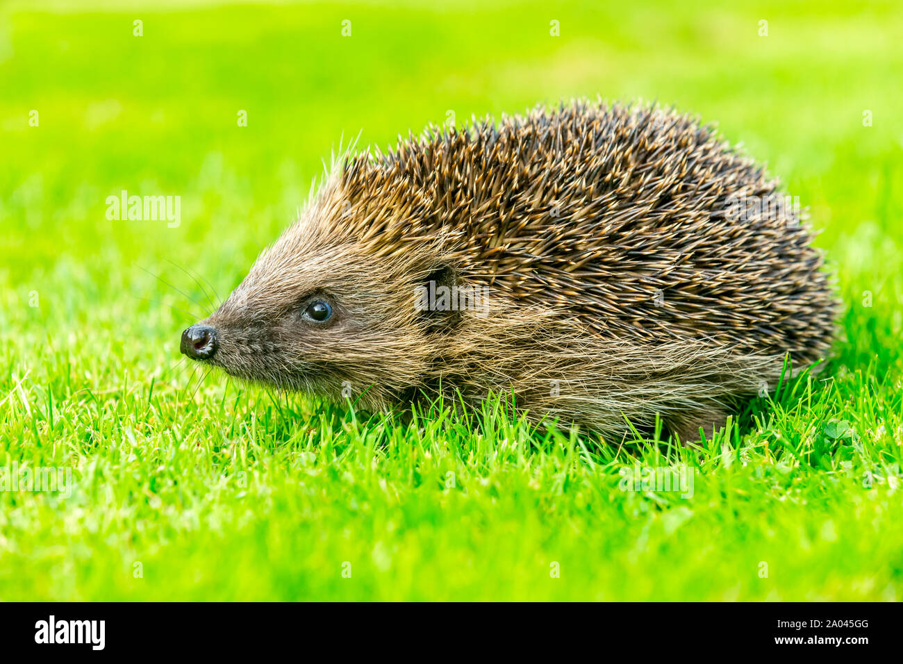 Hedgehog (Scientific name: Erinaceus europaeus) simple image of a native, wild, European hedgehog on green grass lawn.Facing left. Close up. Landscape Stock Photo