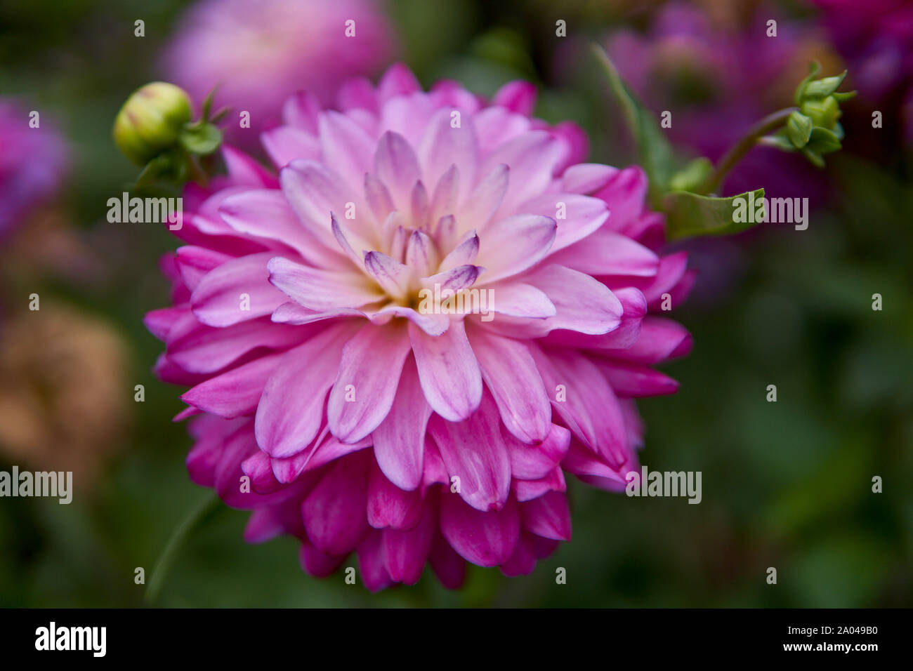 Blooming dale flower Stock Photo Alamy