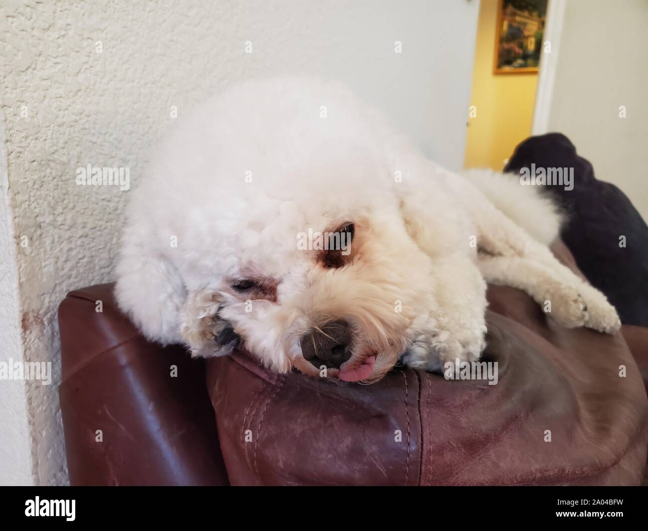 Close-up of a cute Bichon Frise dog looking at the camera and relaxing in an domestic room, September 17, 2019 Stock Photo