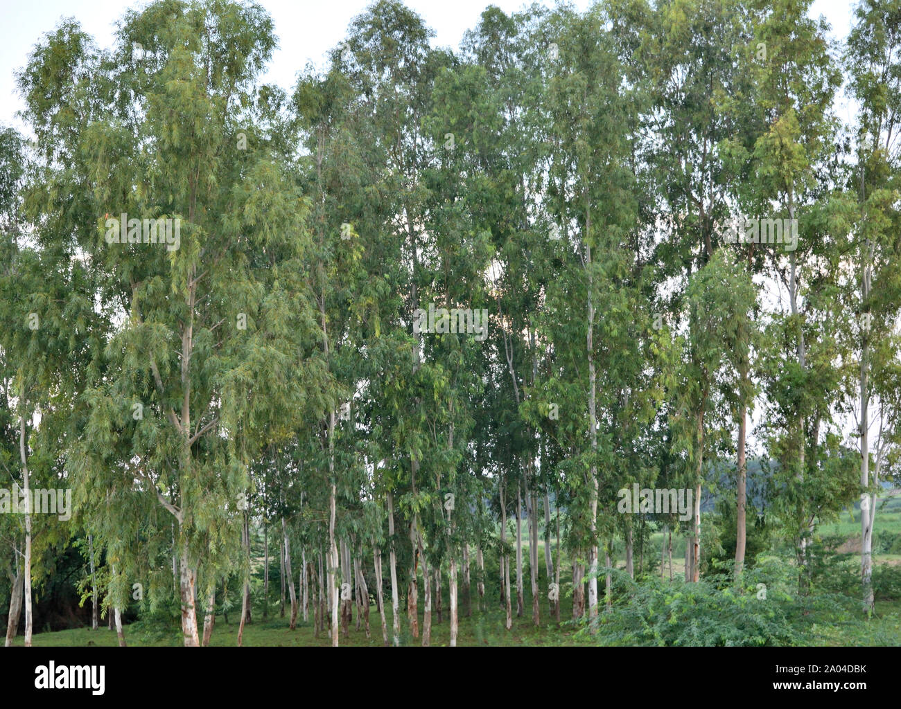 A fully grown eucalyptus garden Stock Photo Alamy