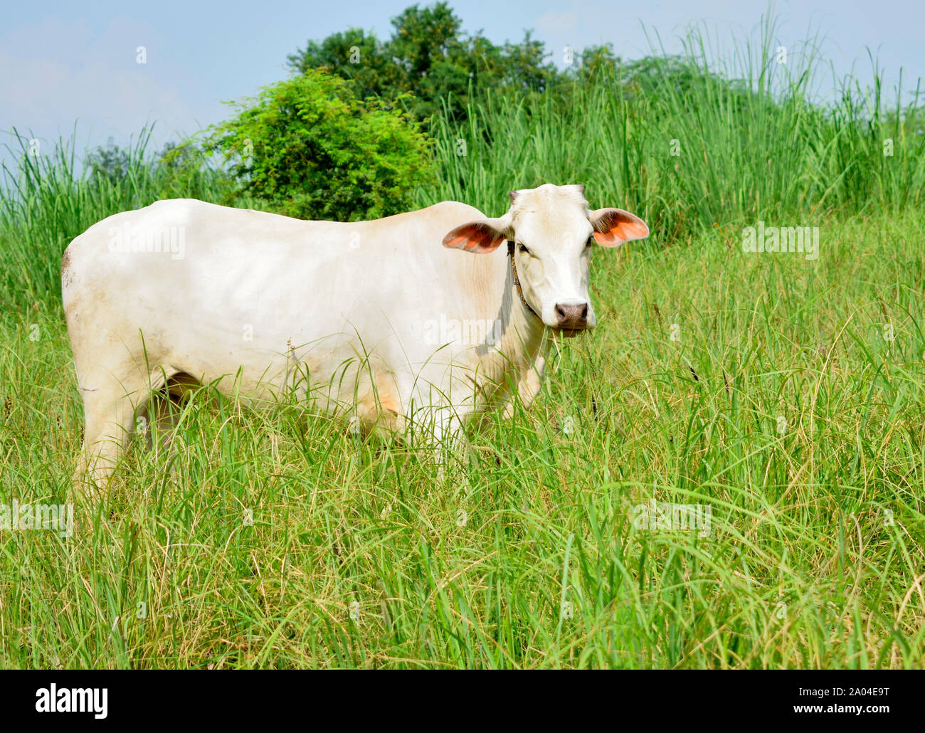 White India Cow Grazing In Field Stock Photo Alamy