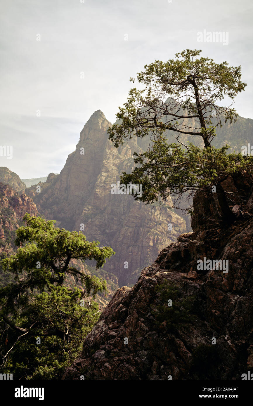 The angular granite mountain peaks and ridges landscape of Capu Casconi 1091m near Ota / Porto Region, Corse-du-Sud, Corsica - mountain tree landscape Stock Photo