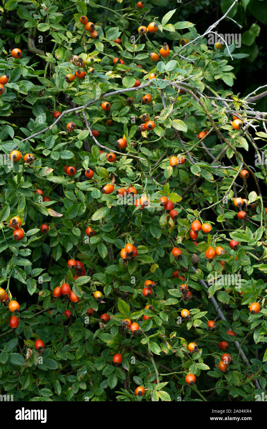 Cockspur thorn bush fruiting in autumn Stock Photo