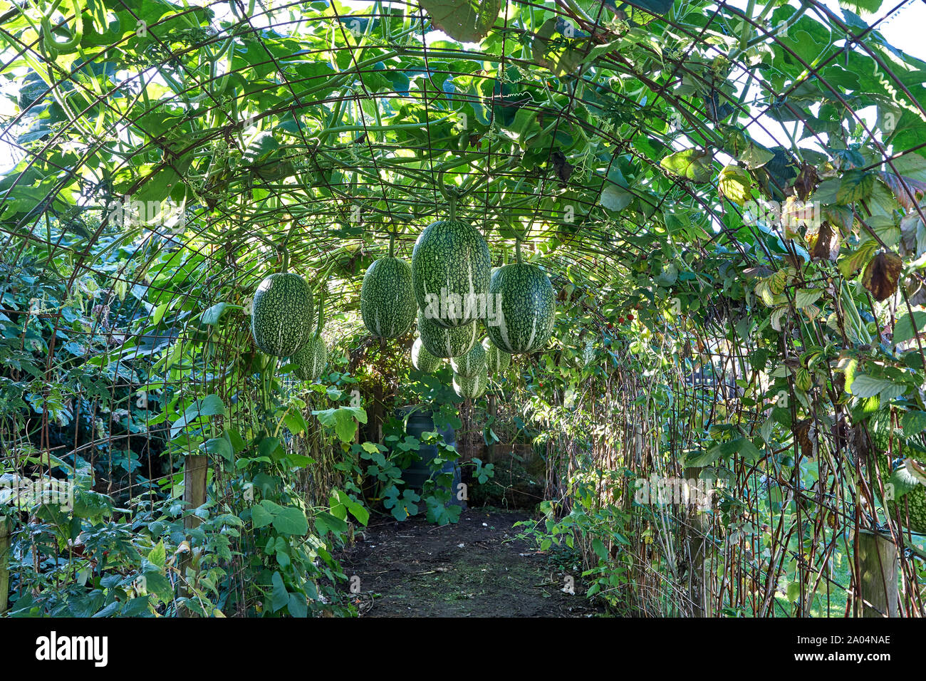 Striped pyjama spaghetti squash pumpkins hanging on the vine Stock Photo
