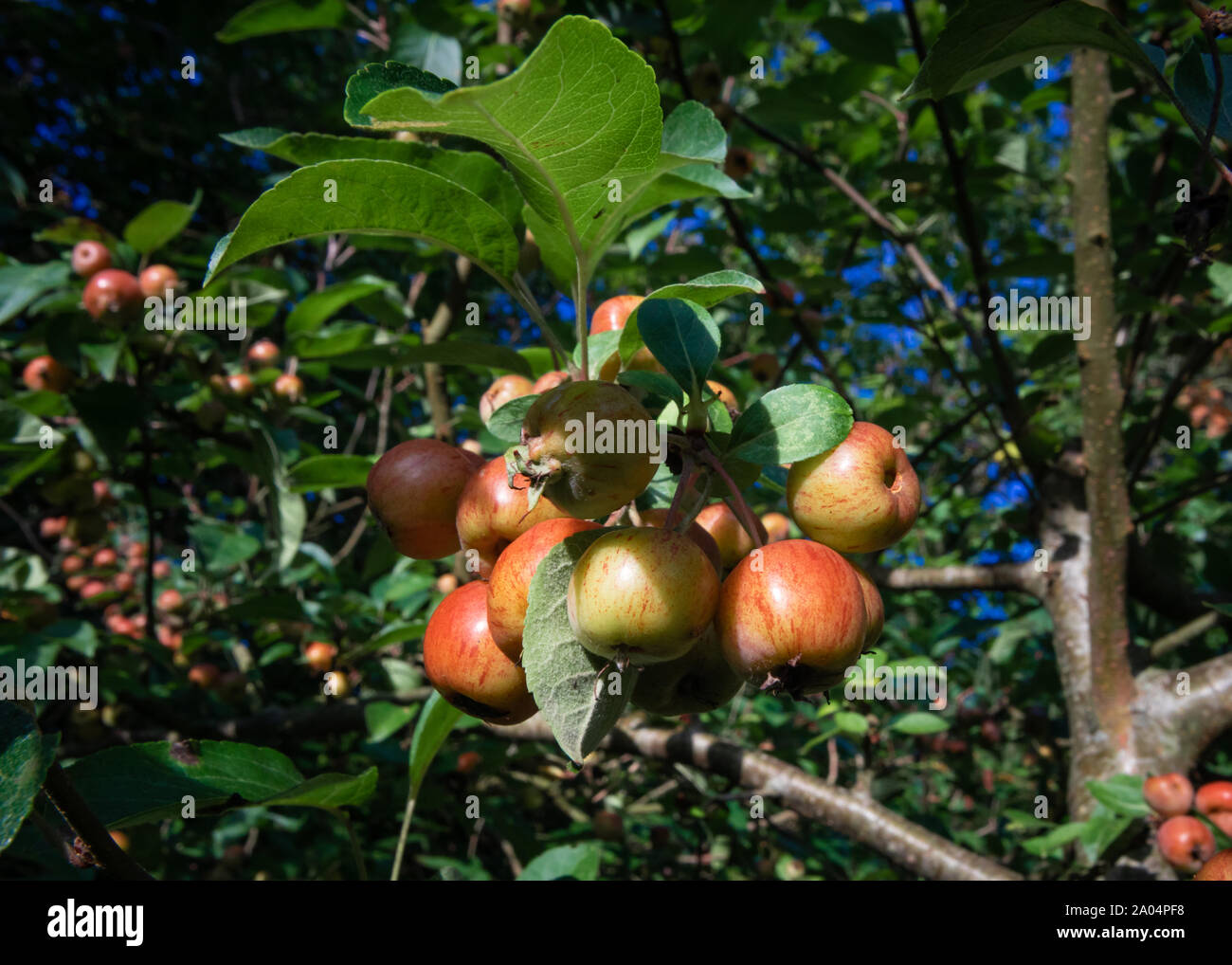 Crab Apples Ripening in Early Autumn Stock Photo