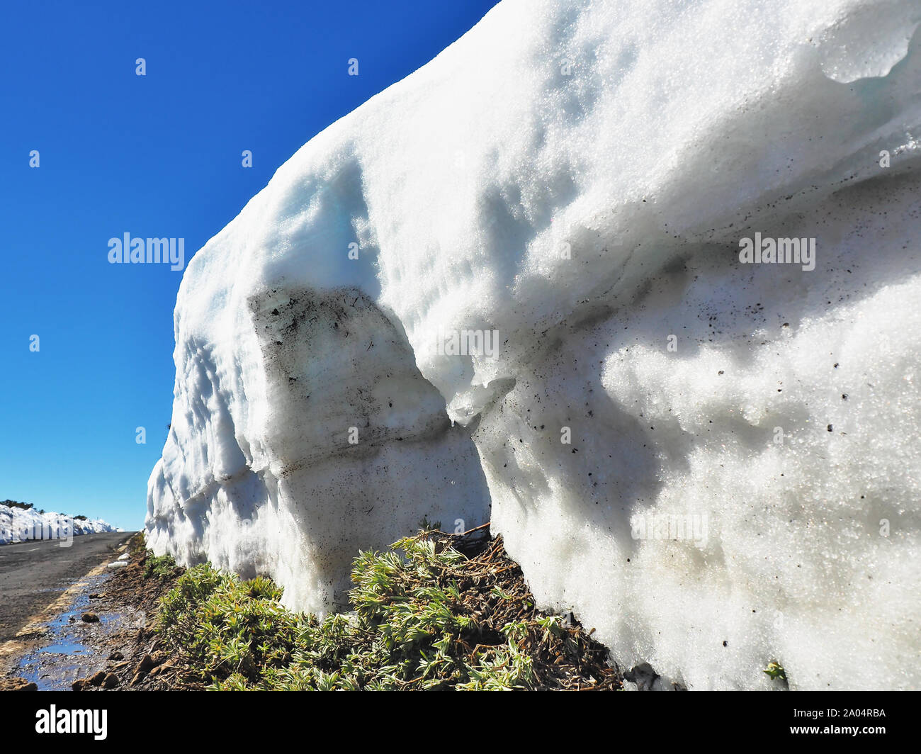 Two meter high snow wall on a road in Teide National Park on the Canary Island in February. On the sunny, dark blue sky and on the side green fresh pl Stock Photo