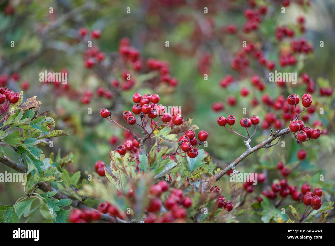Hawberry in Autumn Stock Photo