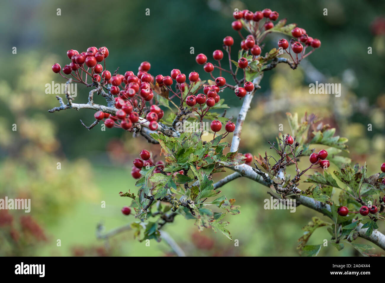 Hawberry in Autumn Stock Photo