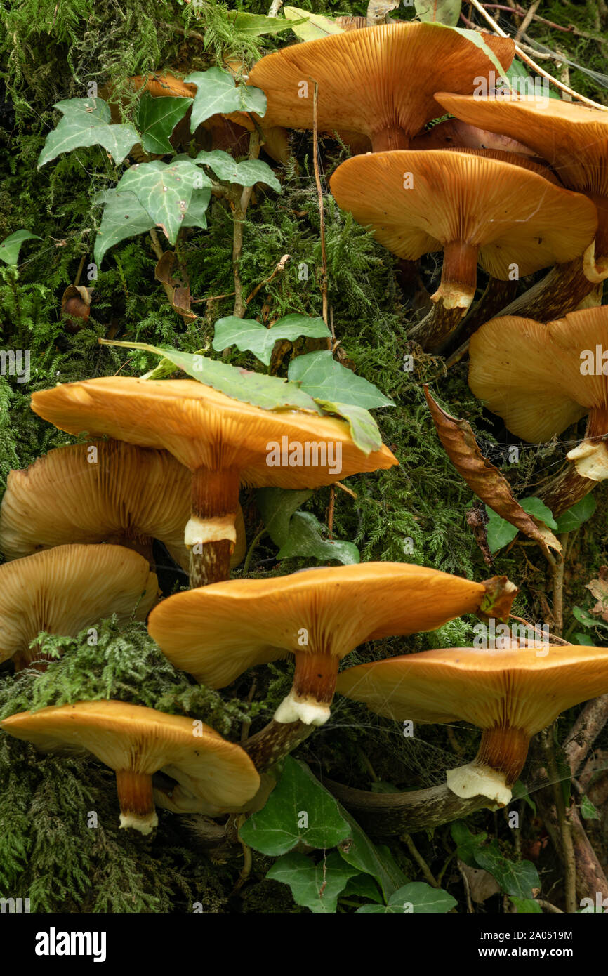 Mushrooms on Tree Stump Stock Photo - Alamy