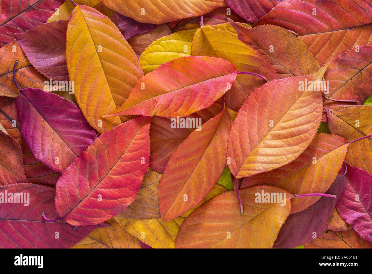 Colorful autumn leaves of Cherry  laying on ground. Top view. Stock Photo