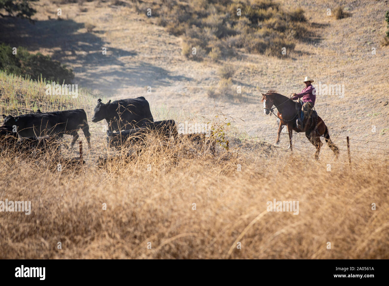 Ein Cowboy auf einem Pferd treibt gemeinsam mit seinem Hirtenhund eine Herde Rinder von einer Weide zurück auf eine Farm. Der Cowboy trägt dabei ein k Stock Photo