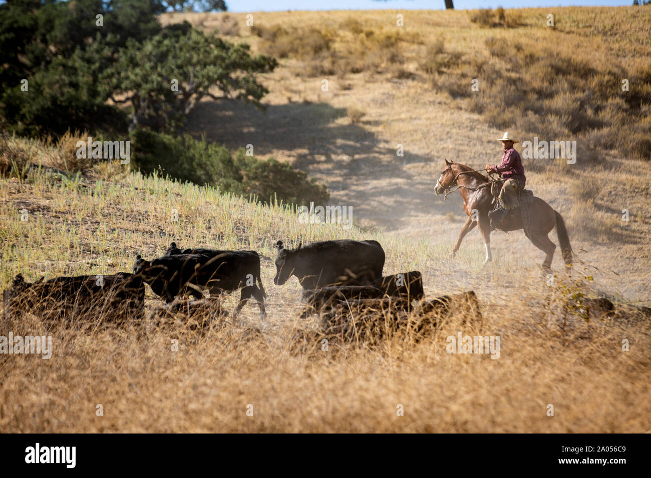 Page 3 - Pferd Reiten High Resolution Stock Photography and Images - Alamy