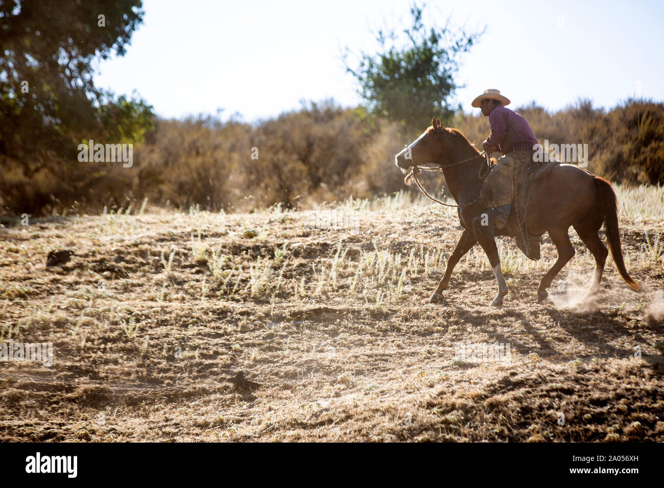 Ein Cowboy auf einem Pferd treibt gemeinsam mit seinem Hirtenhund eine Herde Rinder von einer Weide zurück auf eine Farm. Der Cowboy trägt dabei ein k Stock Photo