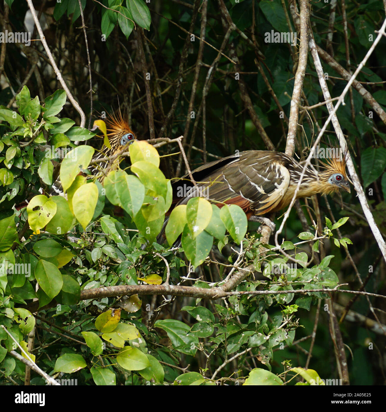 The hoatzin (Opisthocomus hoazin), also known as the reptile bird, skunk bird, stinkbird, or Canje pheasant, is a species of tropical bird found in swamps, riparian forests, and mangroves of the Amazon and the Orinoco basins in South America. It is notable for having chicks that have claws on two of their wing digits. Stock Photo