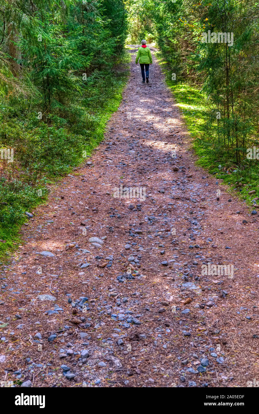 Woman walking alone on a path in a forest in autumn Stock Photo