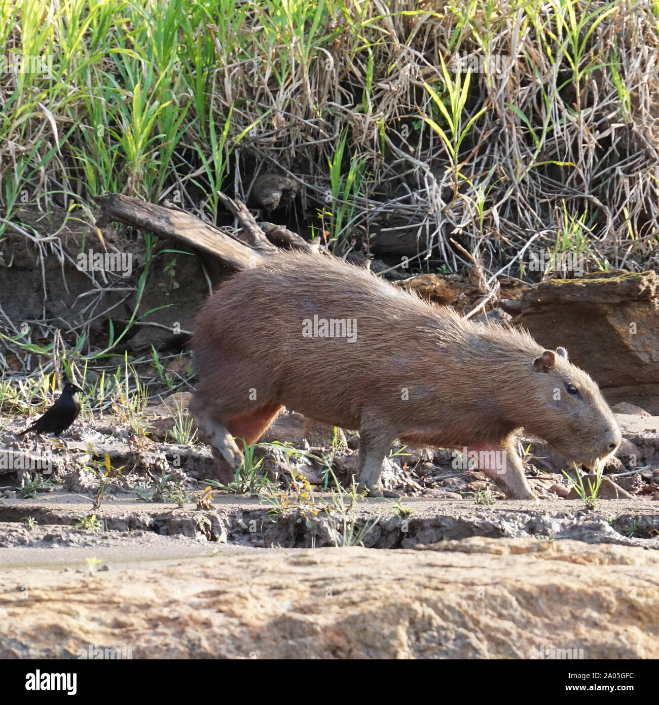 The capybara (Hydrochoerus hydrochaeris) is a mammal native to South America.  It is the largest living rodent in the world. Also called chigüire,  chigüiro and carpincho, this is a wild animal photographed