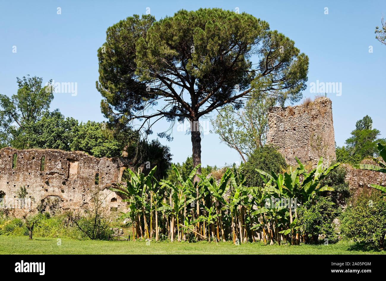 medieval ruins, crumbling stone walls, green vegetation, Umbrella pine tree, scene, peaceful, tranquil, Garden of Ninfa; Italian Natural Monument; pe Stock Photo