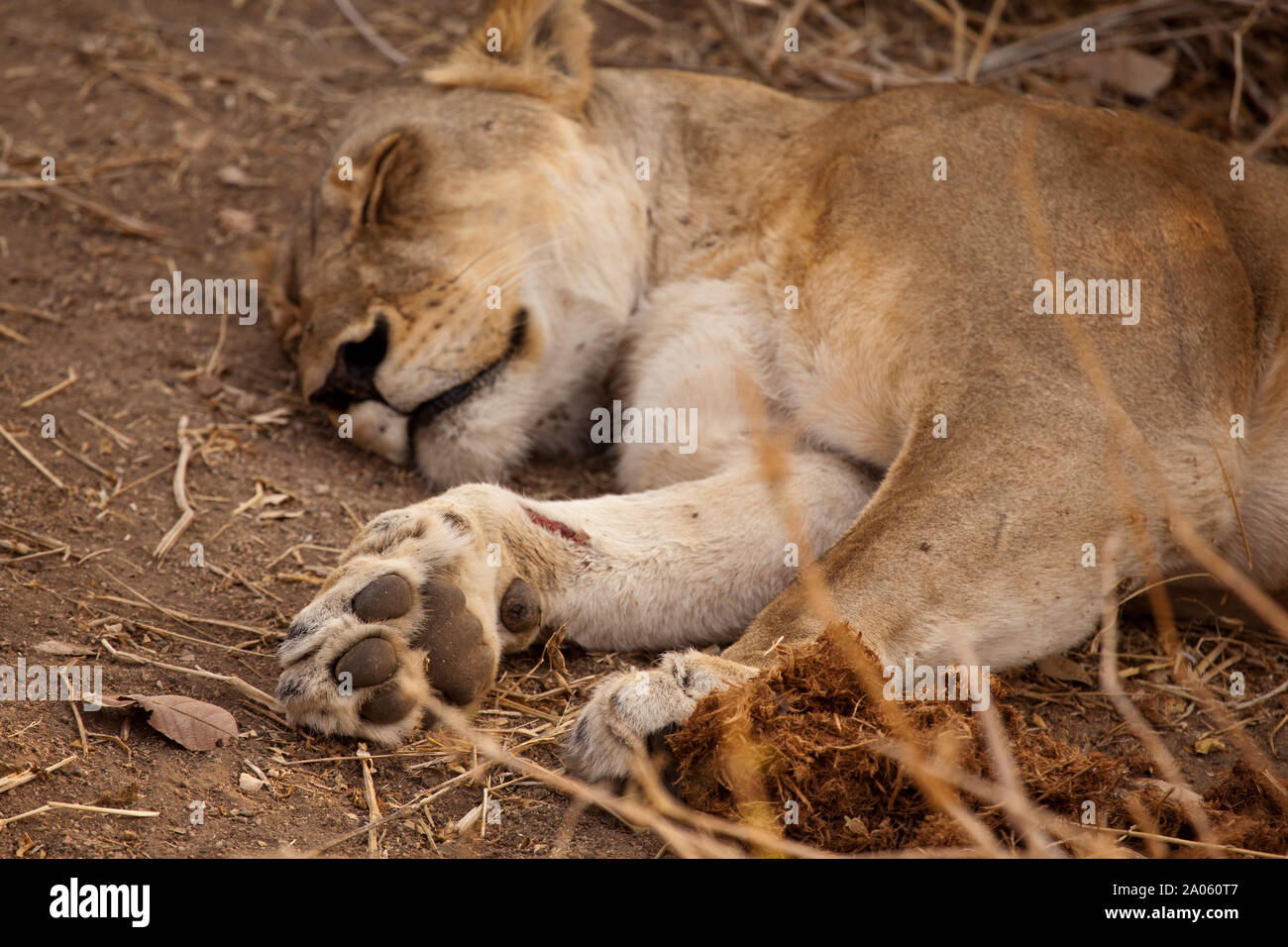 Lioness asleep in Ruaha national park, Tanzania.  A relatively recent wound can be see on its right front paw which can be up to 13 cm wide. Stock Photo