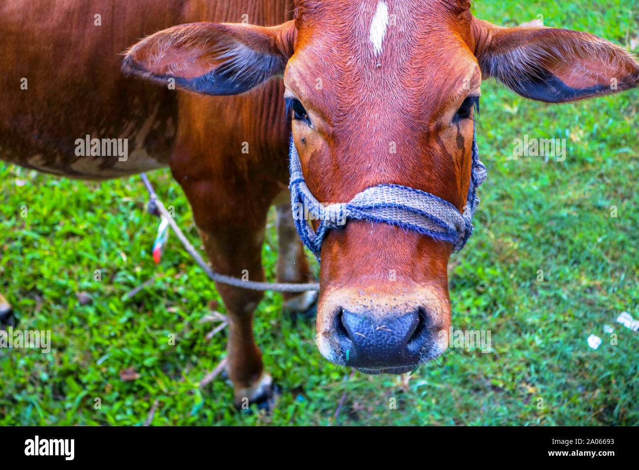 Animals of bangladesh hi-res stock photography and images - Alamy