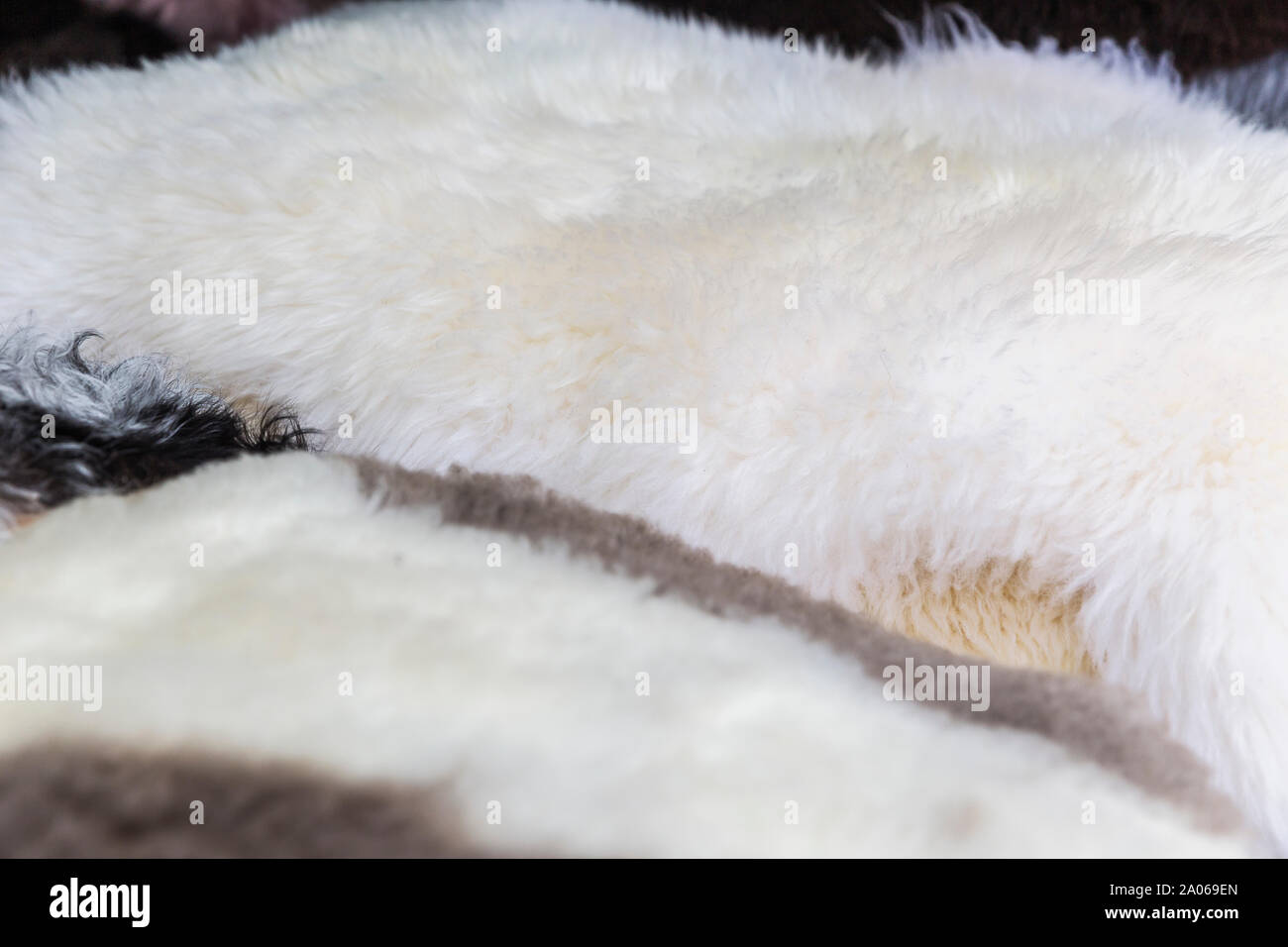 Animal skins for sale hires stock photography and images Alamy