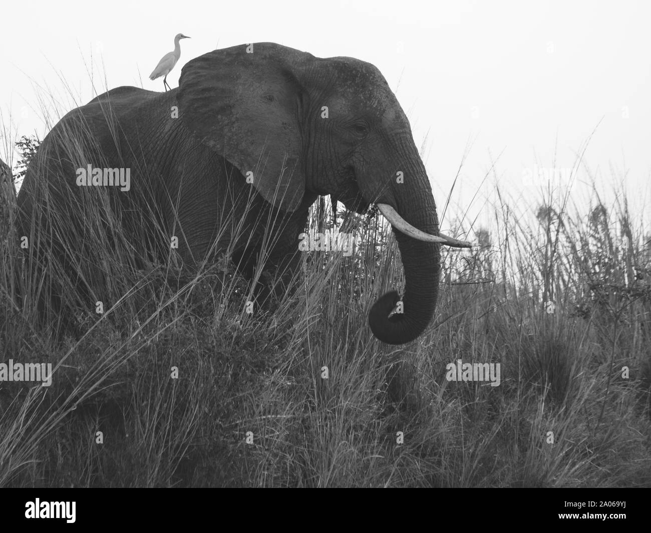 elephant in zambia Stock Photo