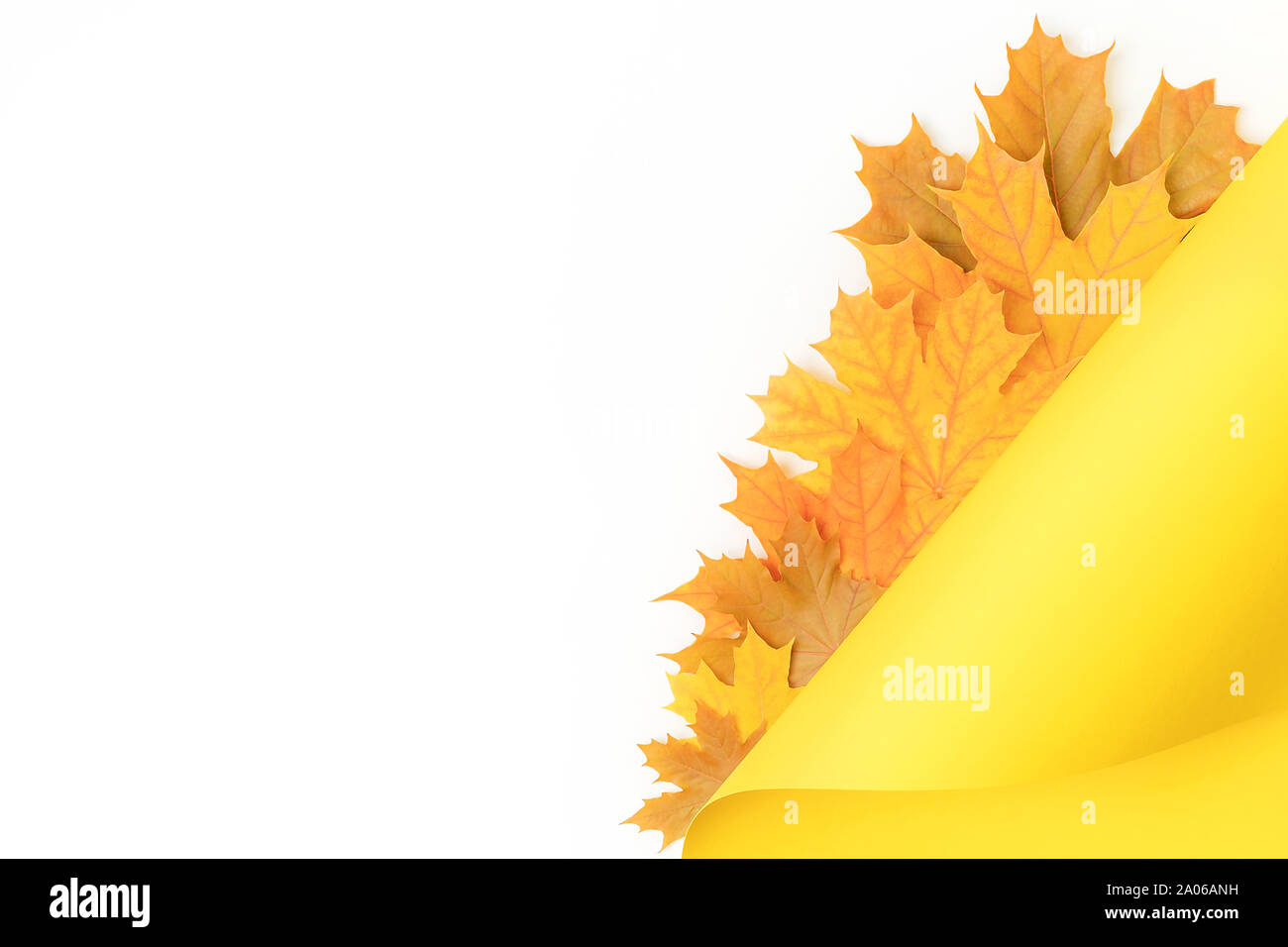 Maple leaves background on vibrant yellow and white backdrop. Flat lay