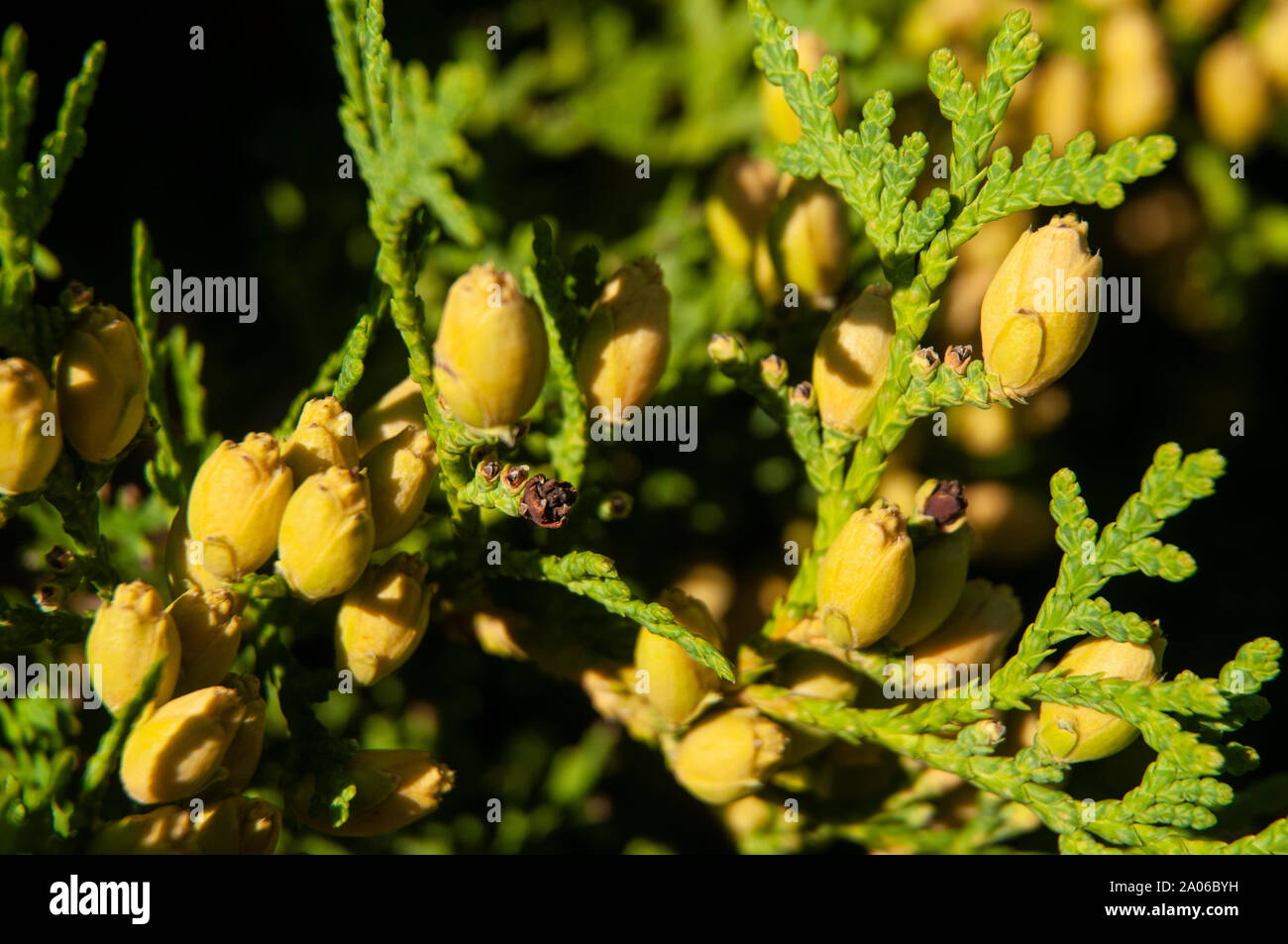 close-up of immature cones of an oriental thuja, detail of a garden hedge Stock Photo