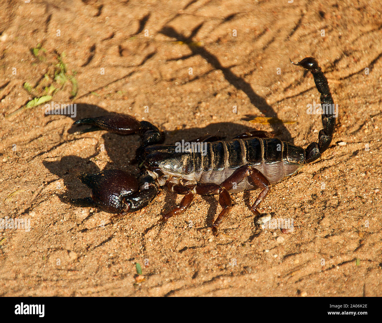 A large and relatively docile scorpion, the Black Burrowing Scorpion has a weak venom that poses no threat to humans, Stock Photo