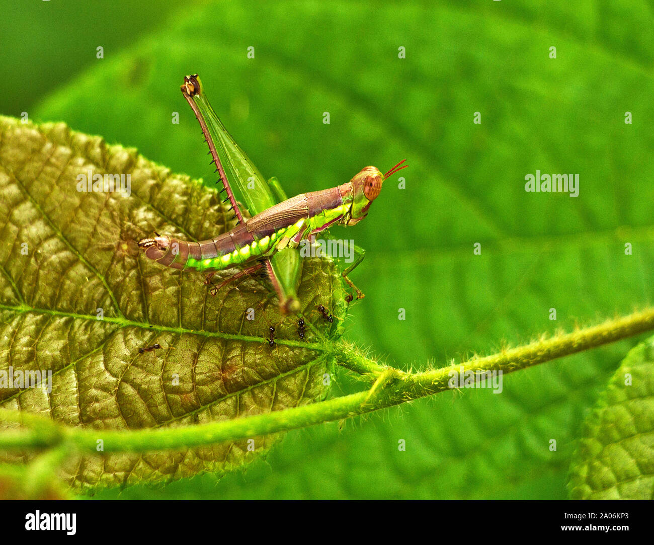 Maxillae hi-res stock photography and images - Alamy